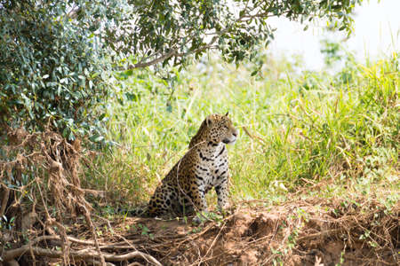 Jaguar on riverbank from Pantanal, Brazil. Wild brazilian feline. Nature and wildlife