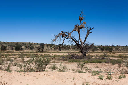 Panorama from Kgalagadi National Park, South Africaの写真素材