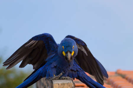Couple of Hyacinth macaw from Pantanal, Brazil.  Brazilian wildlife. Biggest parrot in the world. Anodorhynchus hyacinthinusの写真素材
