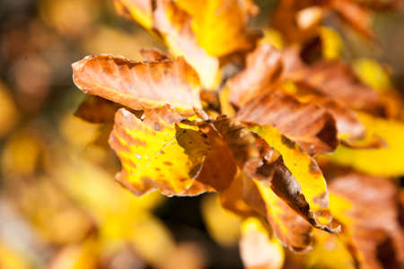 Autumn foliage background, yellow leaves. Nature background
