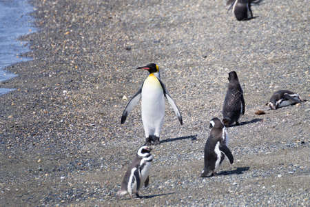 King penguin on Martillo island beach, Ushuaia. Tierra del Fuego national park. Chilean wildlifeの写真素材