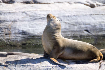 South American sea lion colony on Beagle channel, Argentina wildlife. Seals on nature. Ushuaiaの写真素材