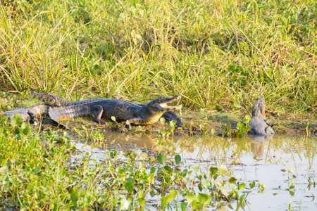 Caiman which heats up in the morning sun from Pantanal, Brazil. Brazilian wildlife.の写真素材