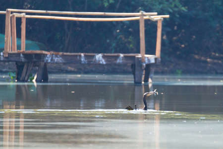 Panorama from Pantanal, Brazilian wetland region. Navigable lagoon. South America landmarkの写真素材