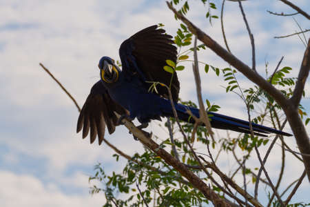 Hyacinth macaw close up from Pantanal, Brazil.  Brazilian wildlife. Biggest parrot in the world. Anodorhynchus hyacinthinusの写真素材