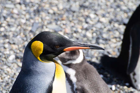 King penguin on Martillo island beach, Ushuaia. Tierra del Fuego national park. Chilean wildlifeの写真素材