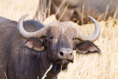 Cape buffalo from Serengeti National Park, Tanzania, Africa. African wildlifeの写真素材