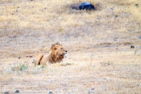 Lion on Ngorongoro Conservation Area crater, Tanzania. African wildlifeの写真素材
