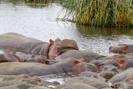 Hippopotamus on water. Ngorongoro Conservation Area crater, Tanzania. African wildlifeの写真素材