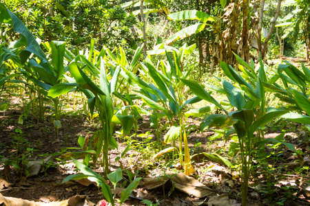 Curcuma cultivation from Zanzibar, Tanzania. Spices cultivation. Natural foodの写真素材