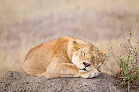 Lioness close up. Serengeti National Park, Tanzania. African wildlifeの写真素材