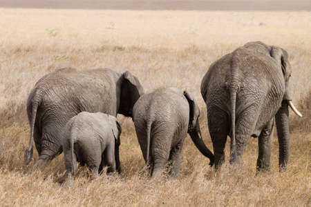 Herd of elephants from Serengeti National Park, Tanzania, Africa. African wildlifeの写真素材