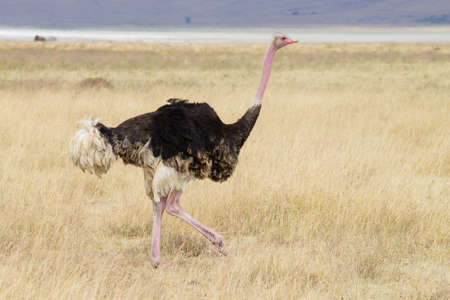 Ostrich bird. Ngorongoro Conservation Area crater, Tanzania. African wildlifeの写真素材