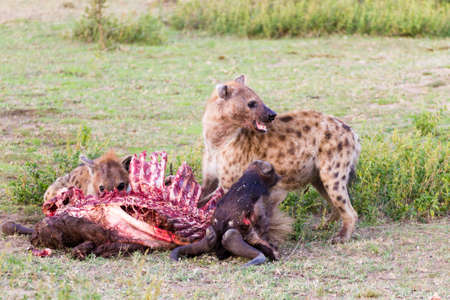 Hyenas eating wildebeest, Serengeti National Park, Africa. African wildlifeの写真素材