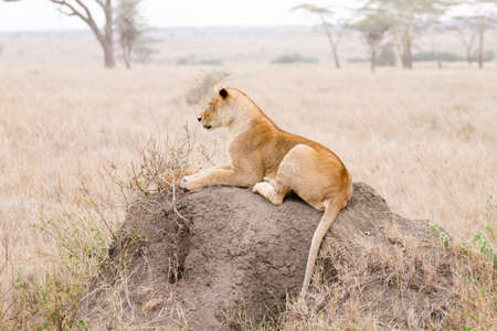 Lioness close up. Serengeti National Park, Tanzania. African wildlifeの写真素材