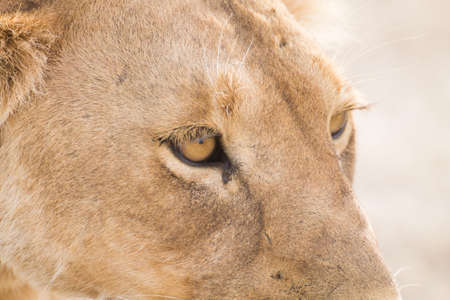 Lioness close up. Serengeti National Park, Tanzania. African wildlifeの写真素材