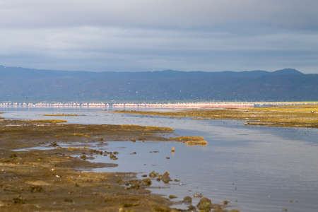 Flock of pink flamingos from Lake Manyara, Tanzania. African safariの写真素材