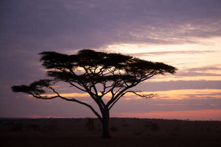 Dawn at Serengeti National Park, Tanzania, Africa. African panoramaの写真素材