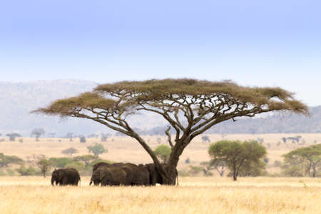 Serengeti National Park landscape, Tanzania, Africa. African panoramaの写真素材