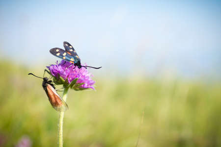 Scarlet tiger moth on clover flower close up. Nature backgroundの写真素材
