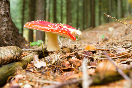 Amanita muscaria on woodland. Autumn landscape. Fly agaric mushroom