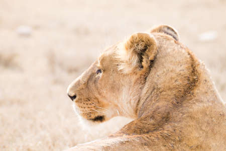 Lioness close up. Serengeti National Park, Tanzania. African wildlifeの写真素材