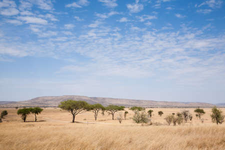 Serengeti National Park landscape, Tanzania, Africa. African panorama