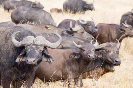 Cape buffalo from Serengeti National Park, Tanzania, Africa. African wildlifeの写真素材
