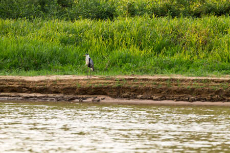 Beautiful Pantanal landscape, South America, Brazil. Nature and wildlife along famous Transpantaneira dirt road.の写真素材