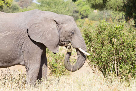 Elephant close up, Tarangire National Park, Tanzania, Africa. African safari.