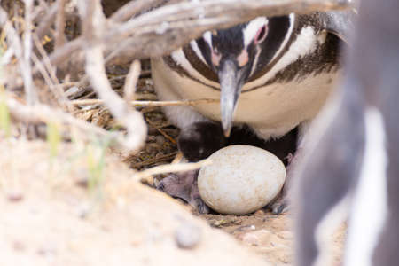 Magellanic penguin incubating egg. Punta Tombo penguin colony, Patagonia, Argentinaの写真素材