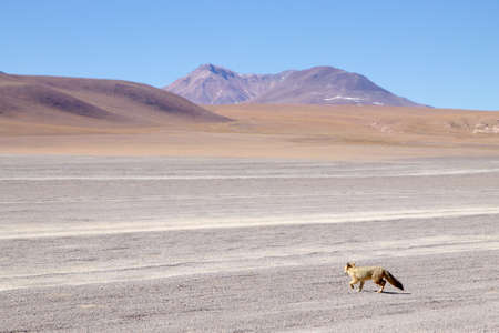 Andean fox from Bolivia. Bolivian wildlife