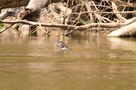 Giant otter on water from Pantanal wetland area, Brazil. Brazilian wildlife. Pteronura brasiliensis