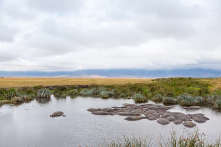 Hippopotamus on water. Ngorongoro Conservation Area crater, Tanzania. African wildlifeの写真素材