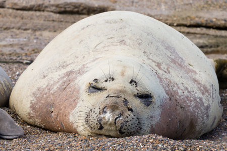 Elephant seal on beach close up, Patagonia, Argentina.  Isla Escondida beach. Argentinian wildlifeの写真素材
