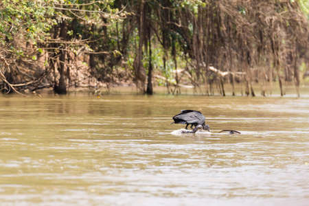 black vulture floating over a dead cayman on river from Pantanal, Brazil. Brazilian wildlife.