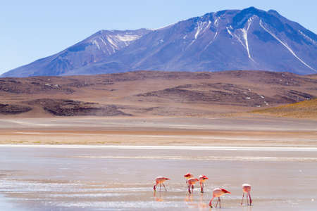 Laguna Honda landscape,Bolivia. Beautiful bolivian panorama. Blue water lagoonの写真素材