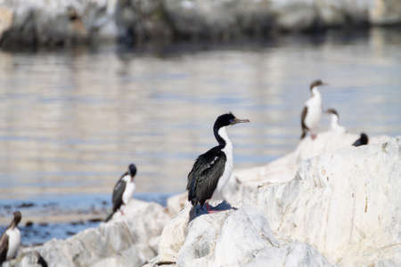 Magellanic cormorant colony on Beagle channel, Argentina wildlife. Cormorant on nature. Ushuaiaの写真素材