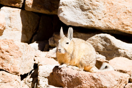 Southern viscacha from Bolivia. Bolivian wildlifeの写真素材