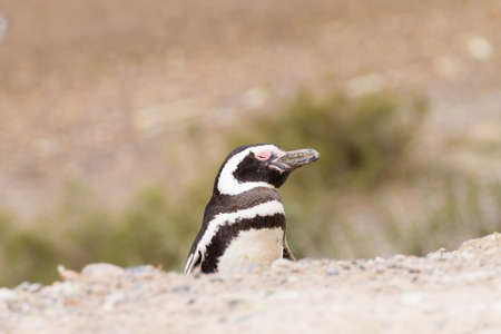 Magellanic penguin from Caleta Valdes penguin colony, Patagonia, Argentina. Argentinian wildlifeの写真素材