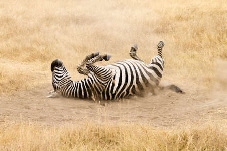 Zebra that is rolling on the ground. Ngorongoro crater, Tanzania. African wildlifeの写真素材
