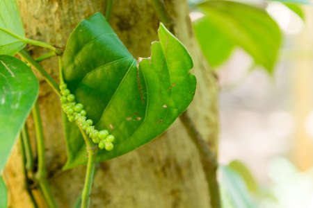 Green pepper cultivation from Zanzibar, Tanzania. Spices cultivation. Natural foodの写真素材