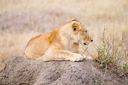 Lioness close up. Serengeti National Park, Tanzania. African wildlifeの写真素材