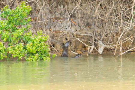 Giant otter on water from Pantanal wetland area, Brazil. Brazilian wildlife. Pteronura brasiliensisの写真素材