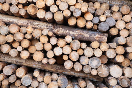 Background of cut pine logs. Vaia storm effects, Italy