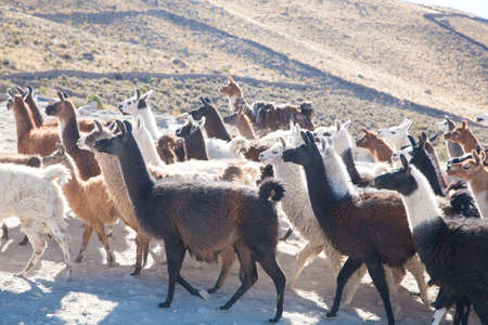 Bolivian llama breeding on Andean plateau,Bolivia