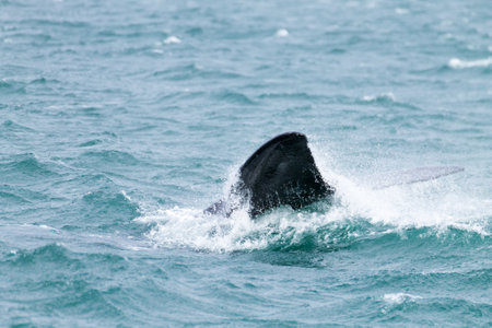 Whale watching from Valdes Peninsula,Argentina. Whale in water. Wildlifeの写真素材