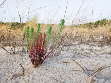 Flower on beach close up. Red and green flower. Nature macroの写真素材