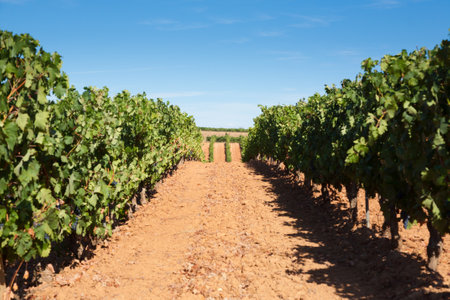 Vineyards landscape from Duero viticulture area, Spain. Agricultural spanish panoramaの写真素材