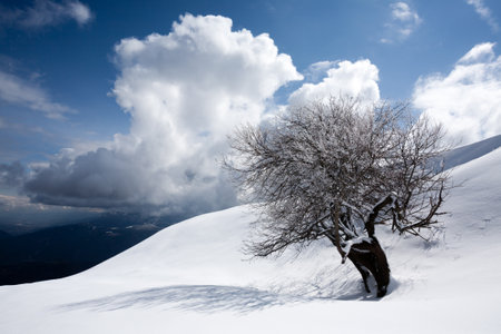 Winter landscape, lonely tree covered by snow. Winter backgroundの写真素材